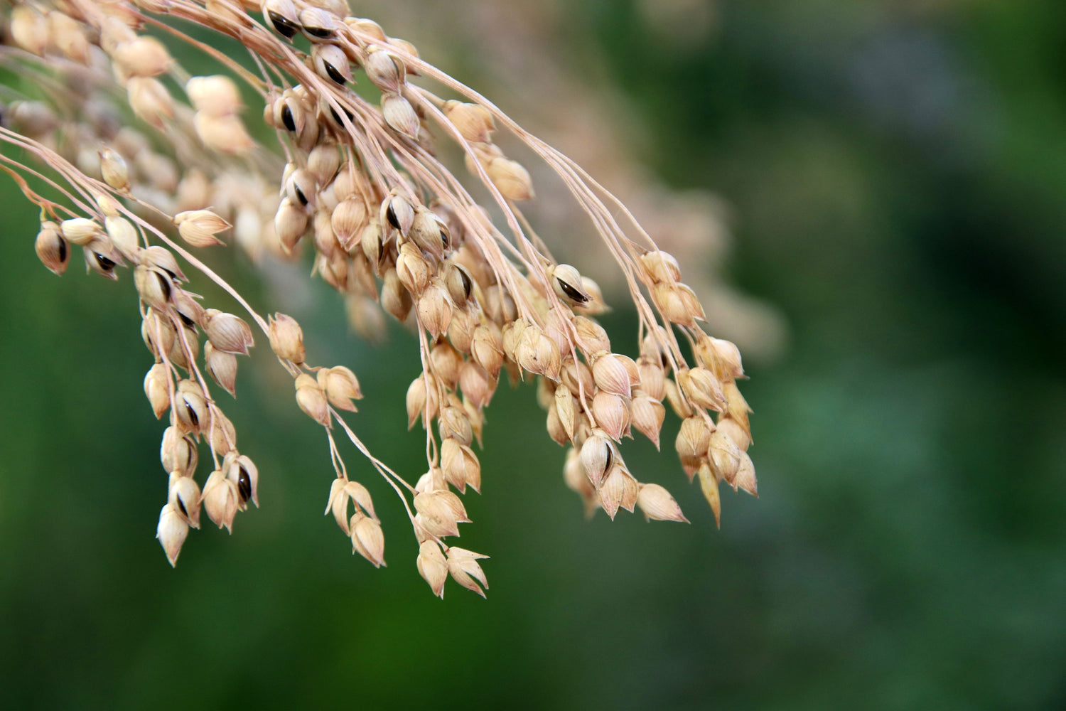 200 semillas de mijo común blanco, Panicum miliaceum, hierba ornamental vegetal