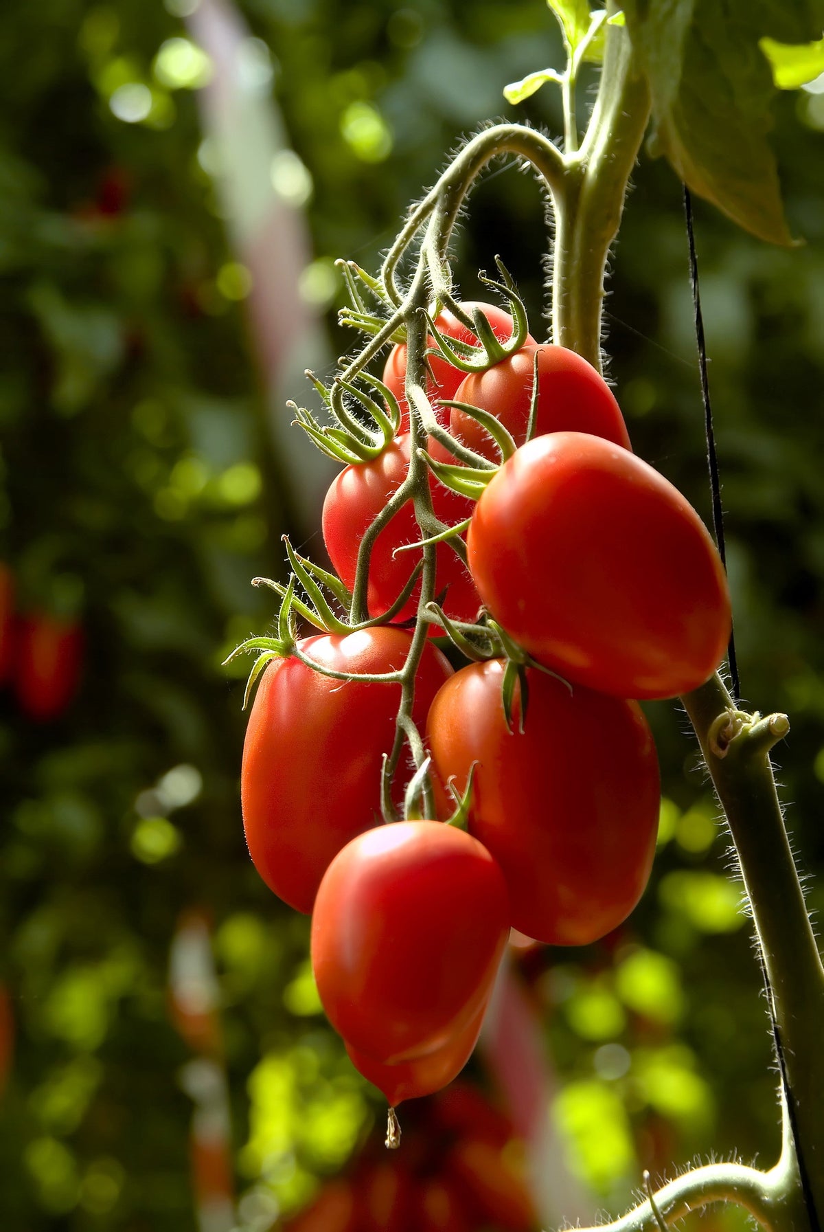 50 semillas orgánicas de tomate en pasta AMISH, tipo Roma, Lycopersicon, fruta y verdura.