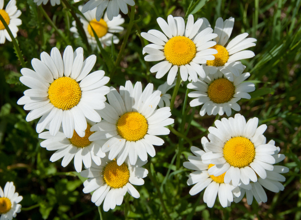 2000 semillas de margarita de ojo de buey, crisantemo leucanthemum, flores blancas