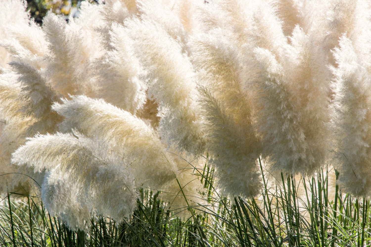 200 semillas de flores ornamentales de Cortaderia selloana, hierba de la pampa blanca