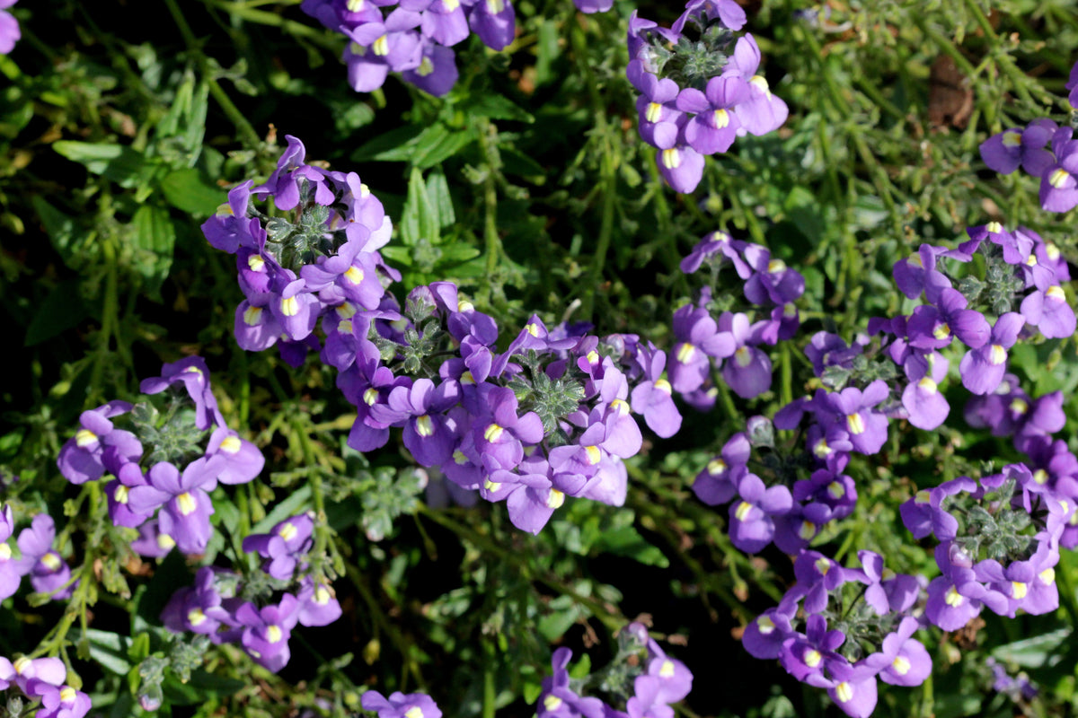 50 semillas de flores de Nemesia Strumosa, gema azul