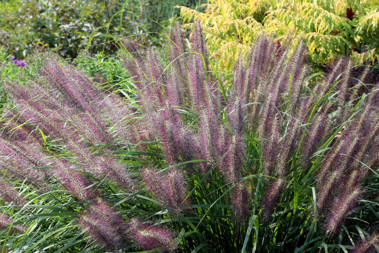 25 semillas de hierba china de fuente morada enana Pennisetum alopecuroides, ornamentales resistentes