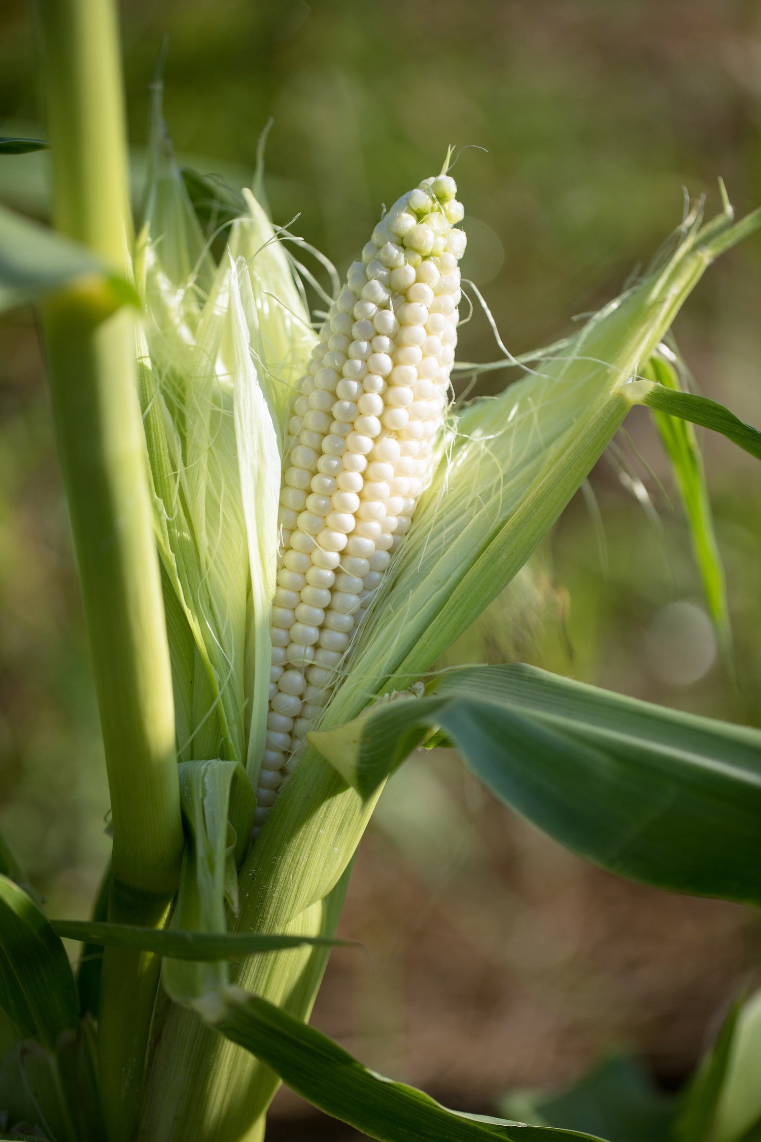 100 semillas de maíz dulce blanco Zea Mays, favoritas de los camioneros