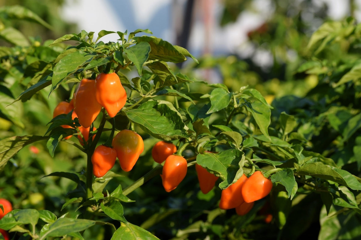 50 semillas de pimiento habanero naranja picante Capsicum Chinense