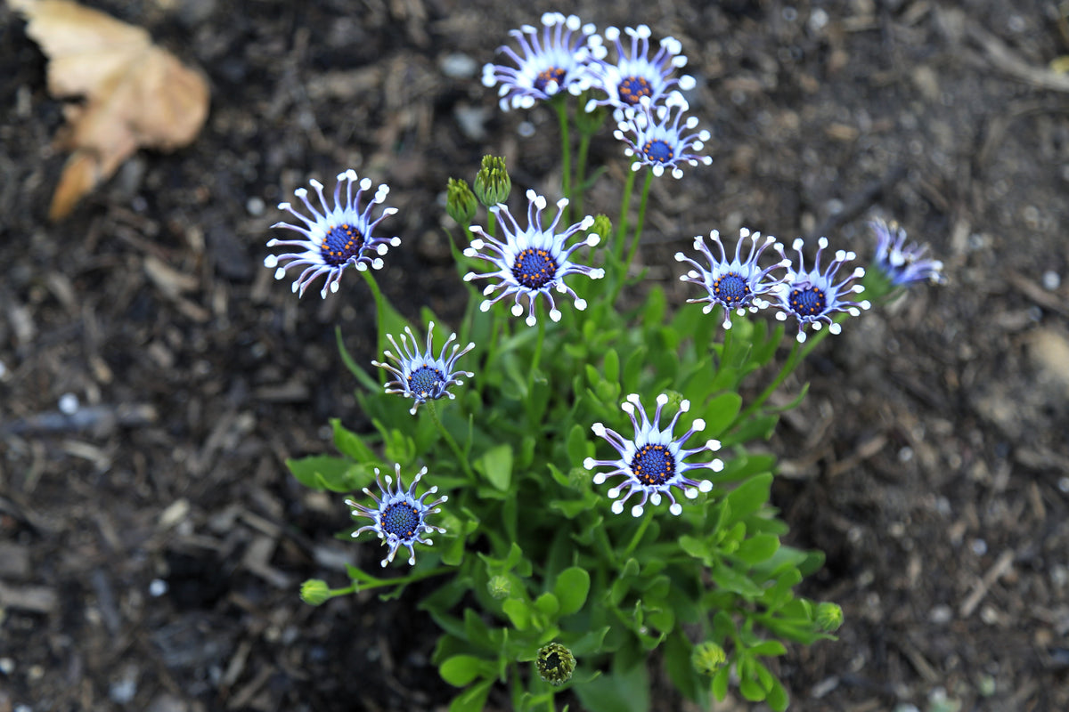 5 semillas de flores de margarita africana del Cabo (OSTEOSPERMUM Fruticosum Pinwheel)