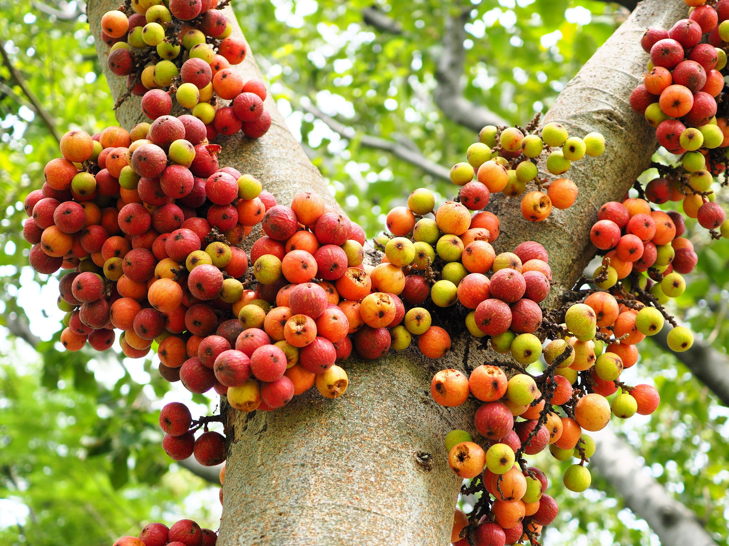 30 semillas de planta de interior de ficus racemosa, árbol guilar indio del río rojo