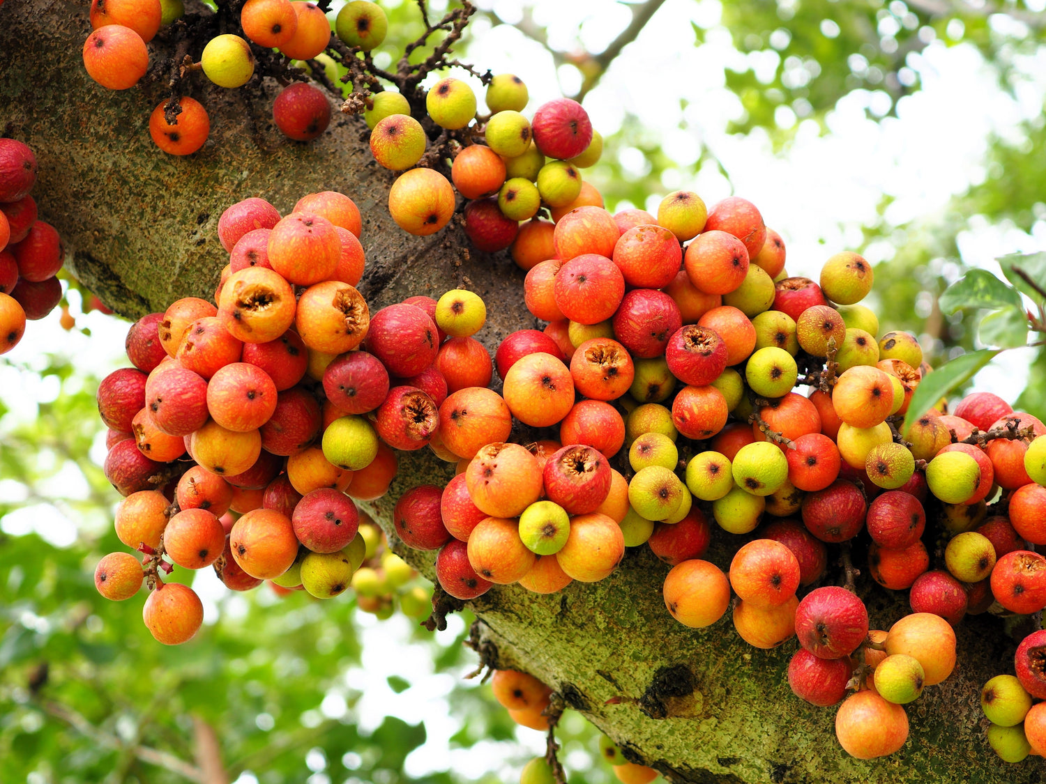 30 semillas de planta de interior de ficus racemosa, árbol guilar indio del río rojo