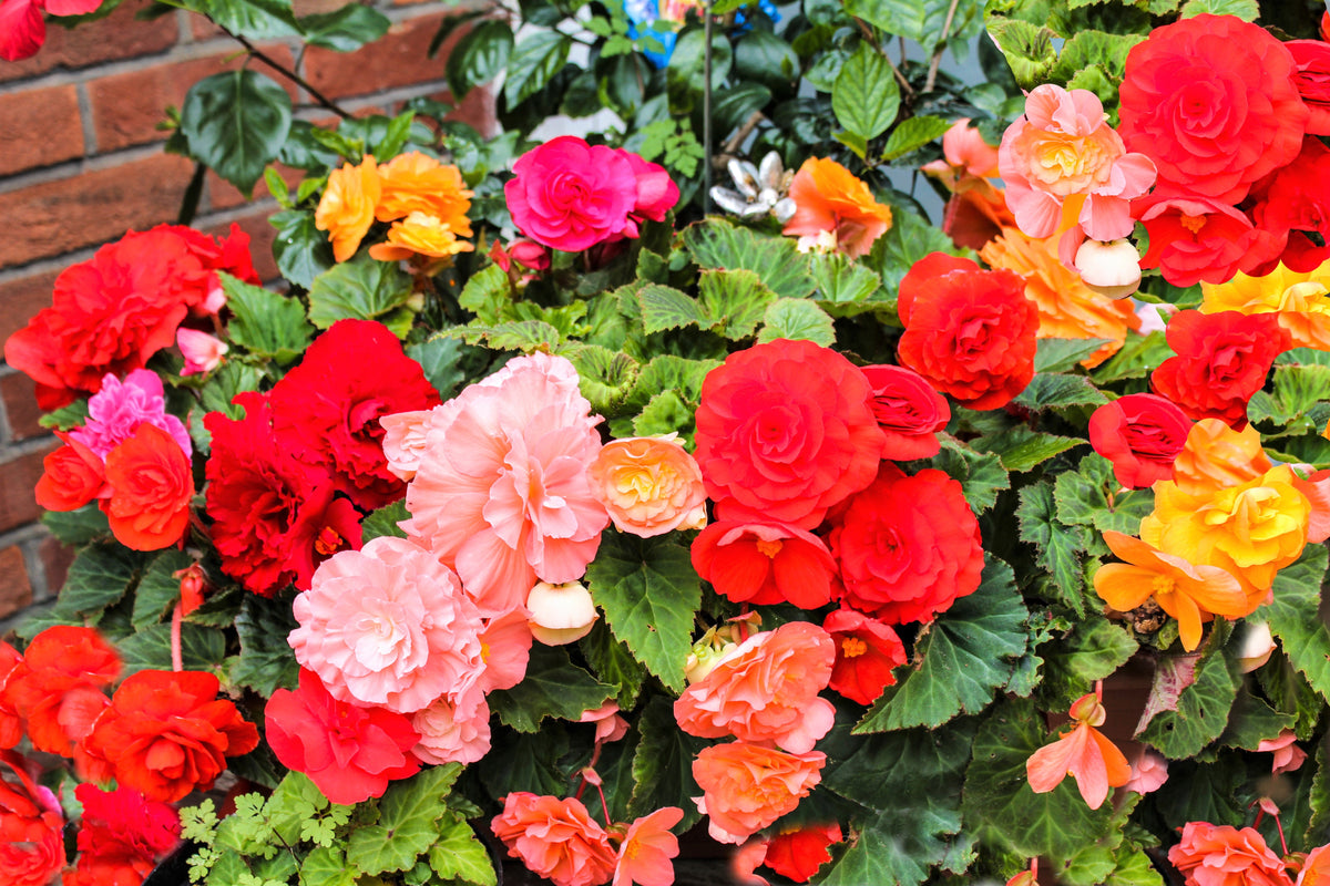 10 semillas de flores de begonia tuberosa doble mixta, color rojo, rosa, blanco, amarillo y naranja.