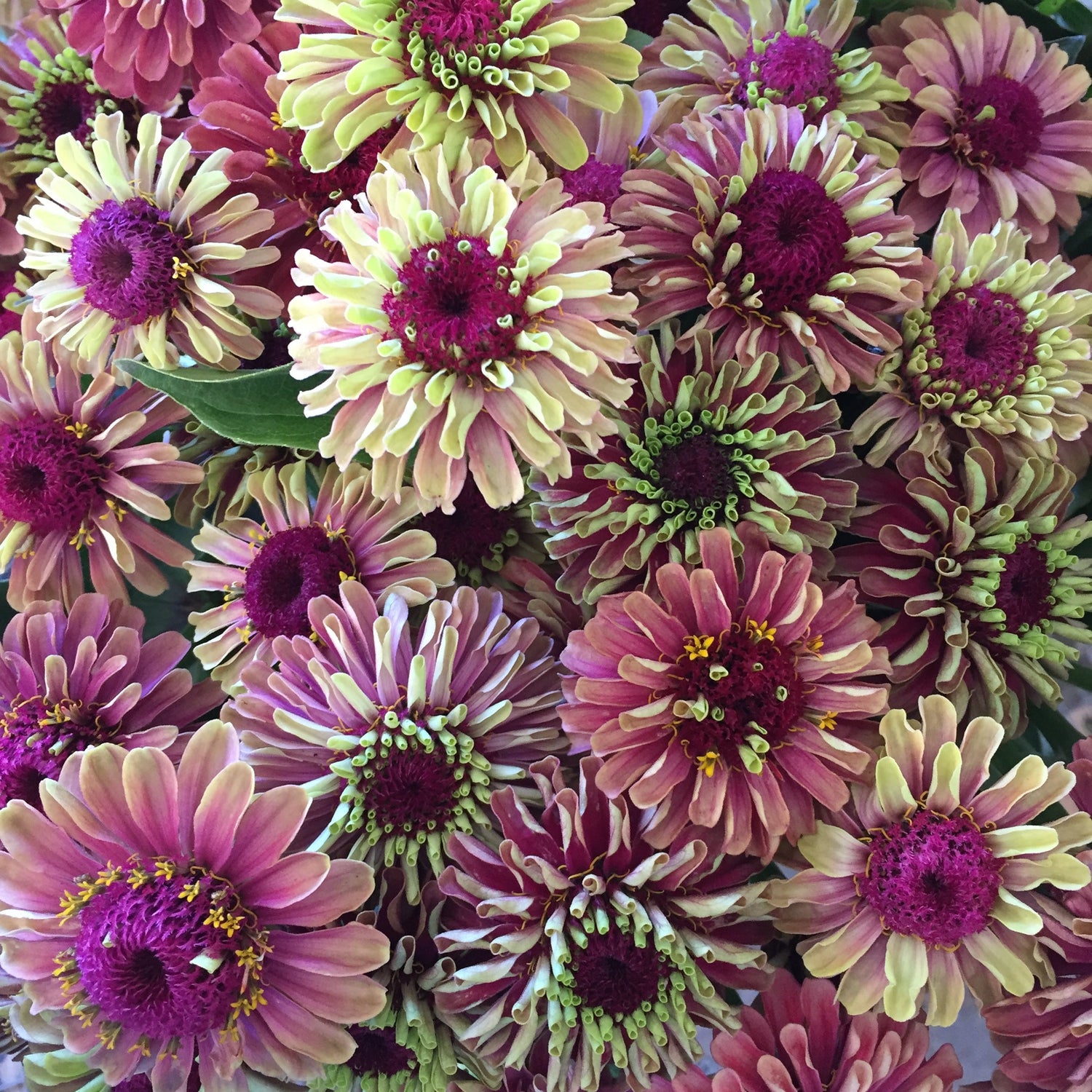 25 semillas de flores de ZINNIA REINA DE LIMA ROJA Elegans Green Queen