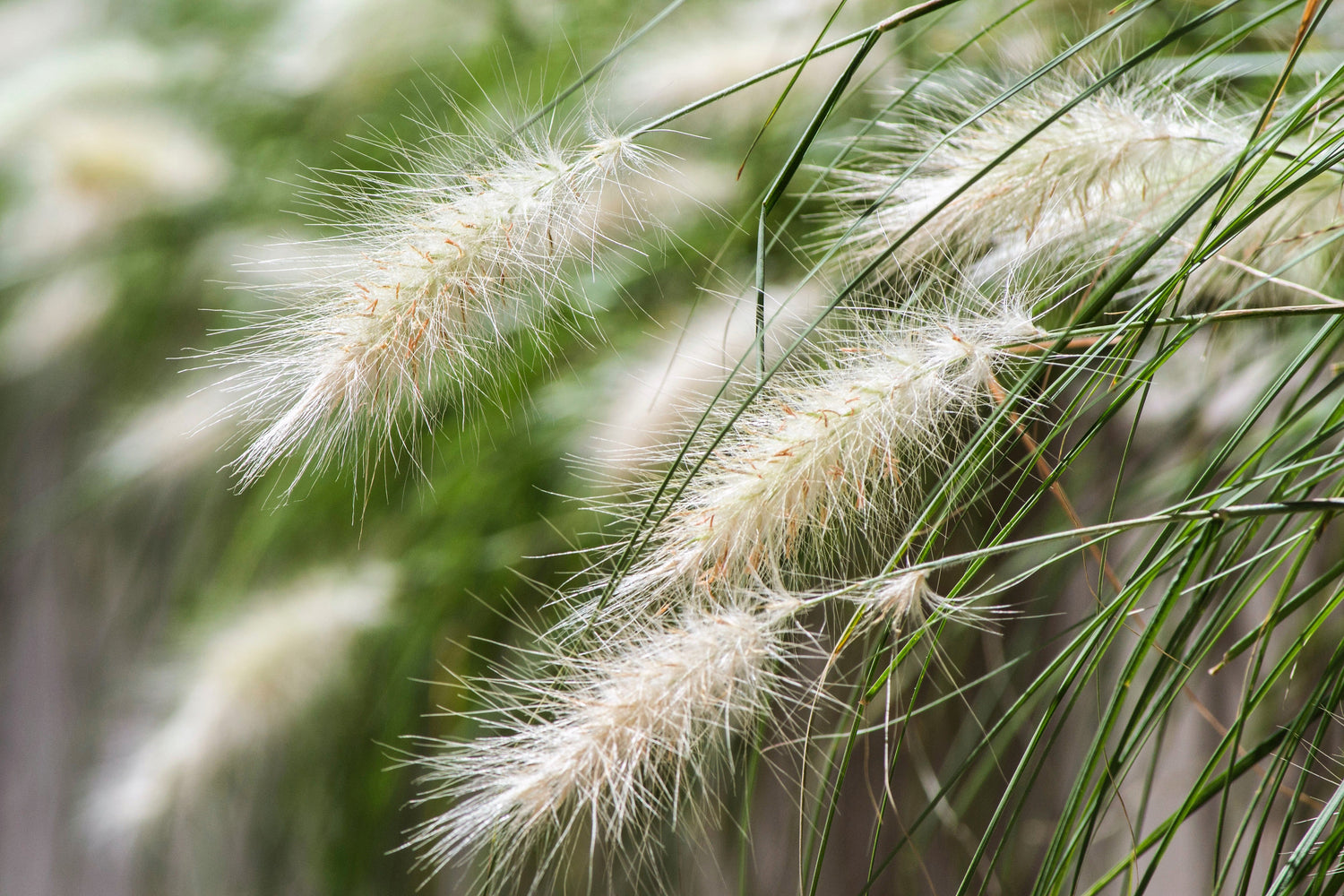 25 semillas de hierba de fuente enana Pennisetum Alopecuroides, ornamental resistente, pluma blanca