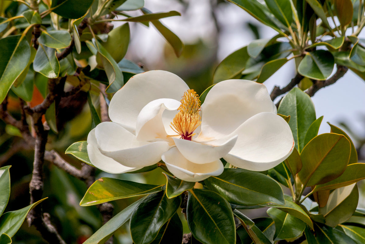 10 semillas de magnolia del sur, 30 cm, flores blancas, Grandiflora nativa, Bull Bay