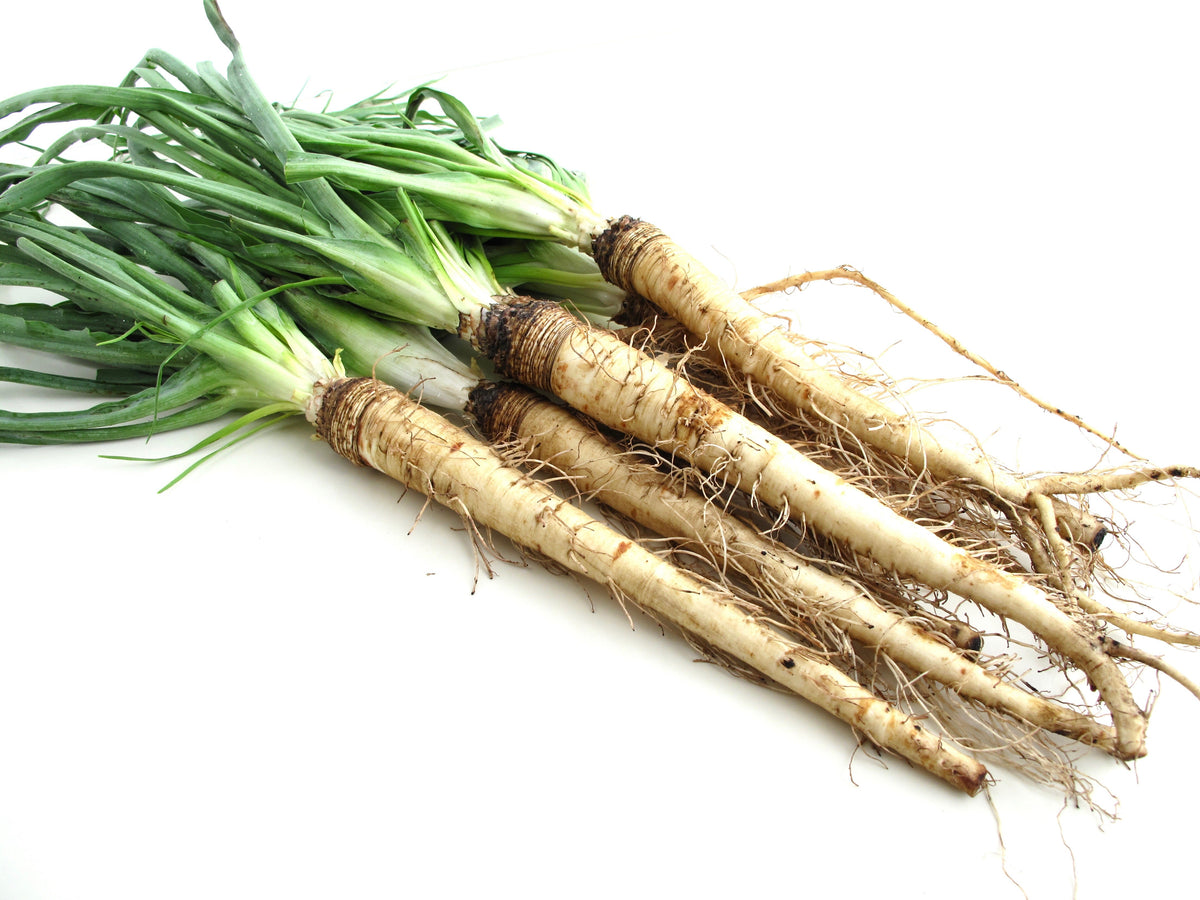 50 MAMMOTH Sandwich Island SALSIFY Tragopogon White Root Vegetable Oyster Flower Semillas