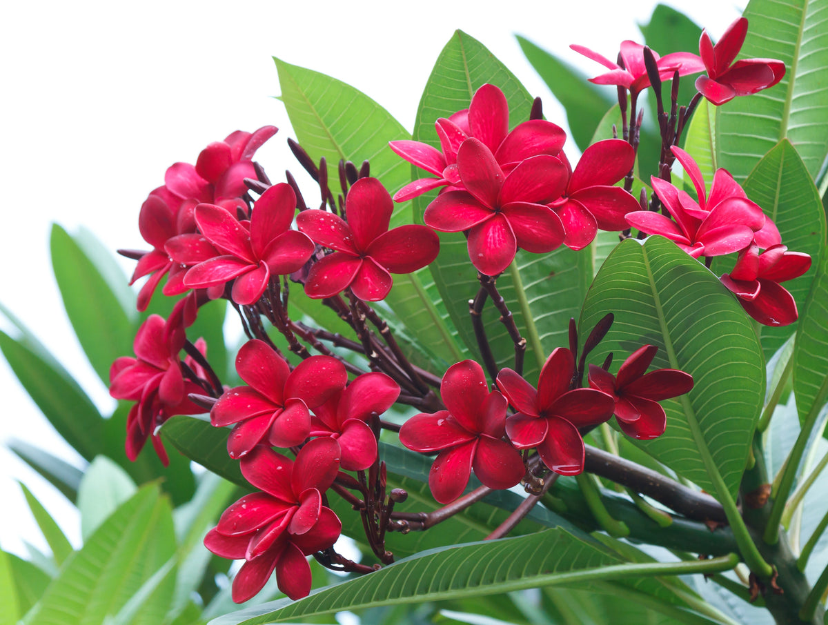 10 semillas de plumeria de colores variados - Lei Flower Frangipani Mix, arbusto fragante, árbol pequeño, rosa, rojo, amarillo, blanco, melocotón, dos tonos