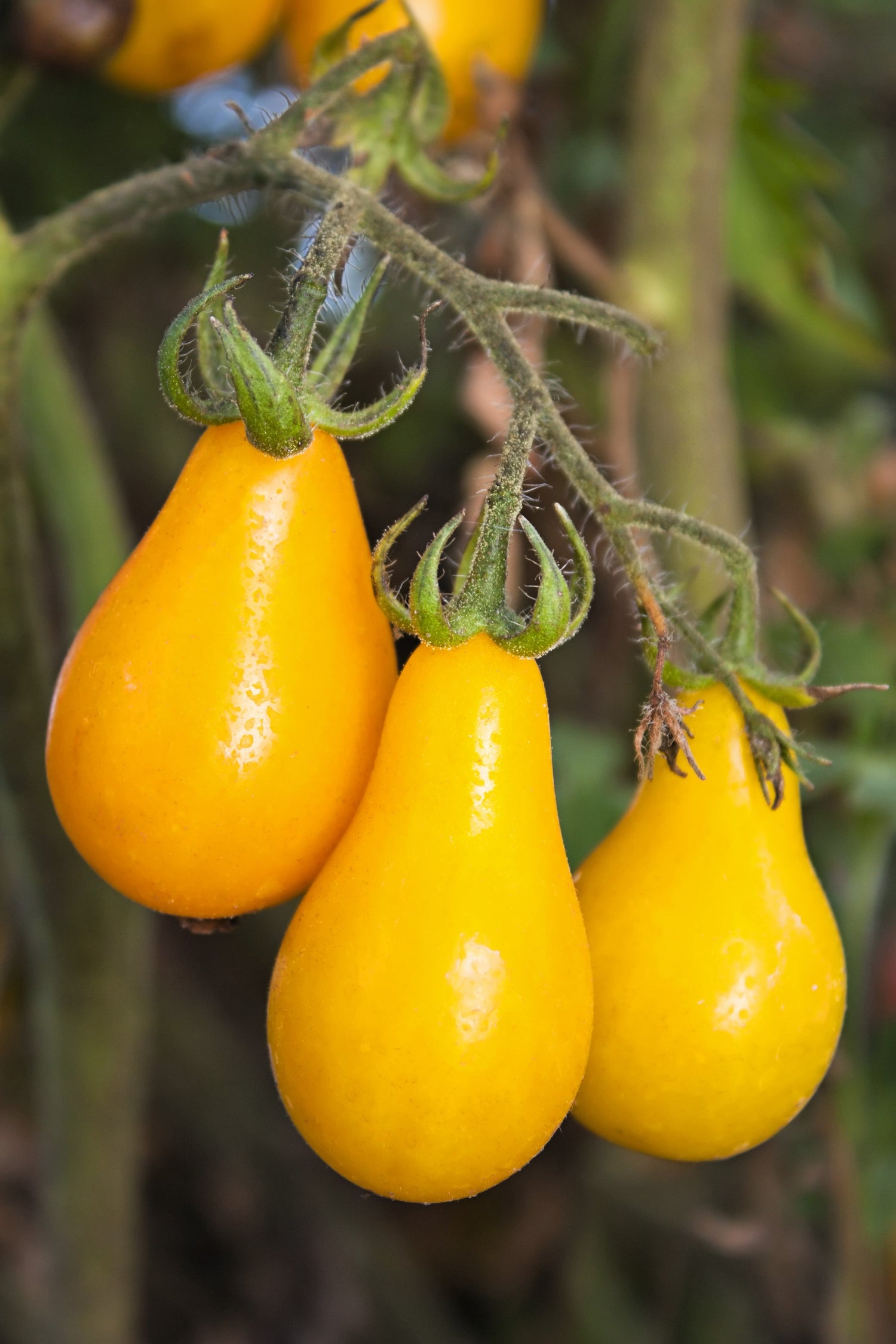 300 Semillas de tomate pera amarillo Lycopersicon Lycopersicum Fruta Hortaliza