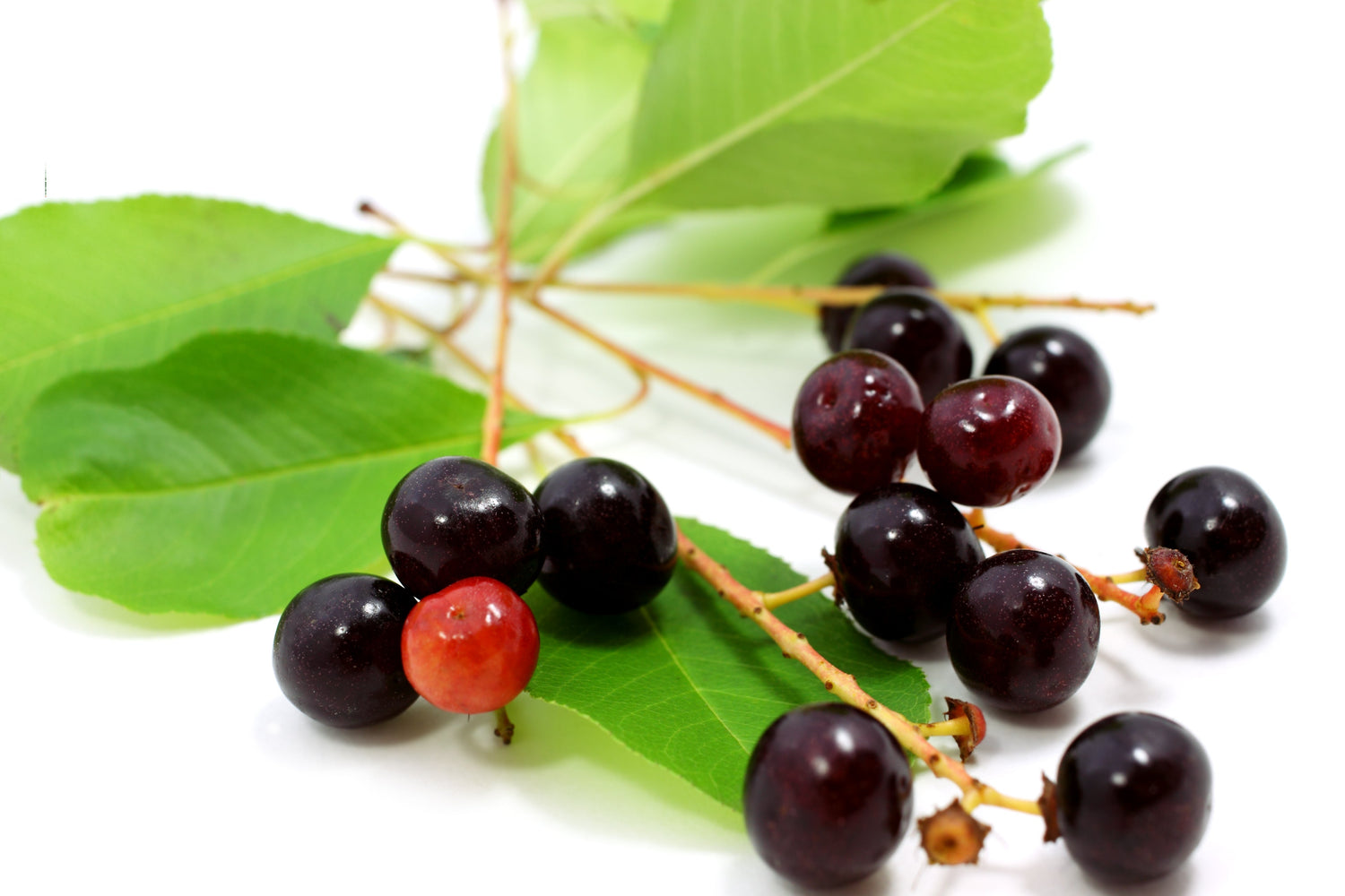 30 semillas de cerezo negro, Prunus serotina, flores blancas fragantes