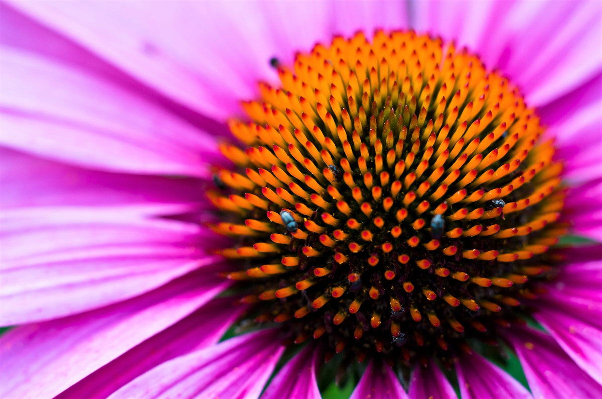 1000 semillas de equinácea púrpura (Echinacea purpurea)