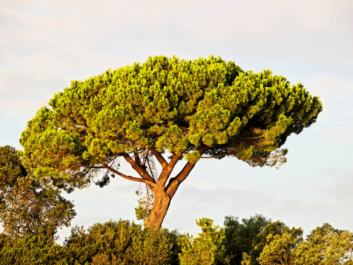 5 semillas de pino piñonero italiano (Pinus pinea)