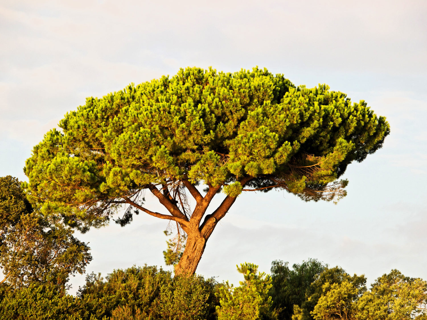 5 semillas de pino piñonero italiano (Pinus pinea)