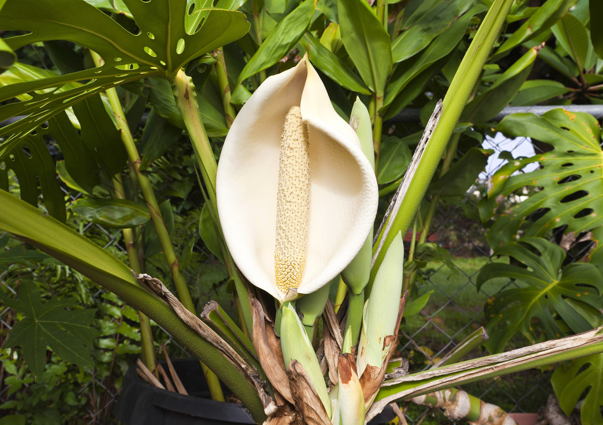 5 semillas orgánicas de filodendro de hoja dividida Monstera Deliciosa, planta de queso suizo