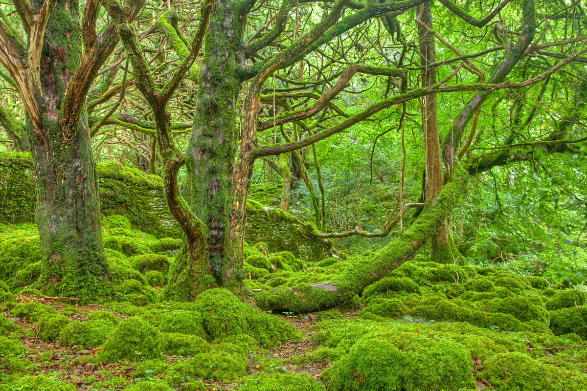 50 semillas de musgo irlandés, brezo, sagina subulata, flores blancas