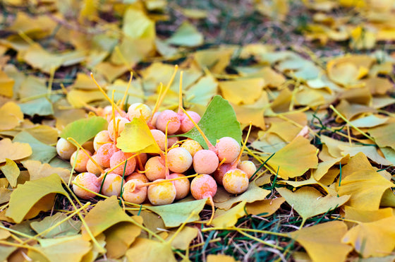 10 semillas de GINKGO BILOBA, árbol de culantrillo, amarillo, naranja otoñal, "fruta"