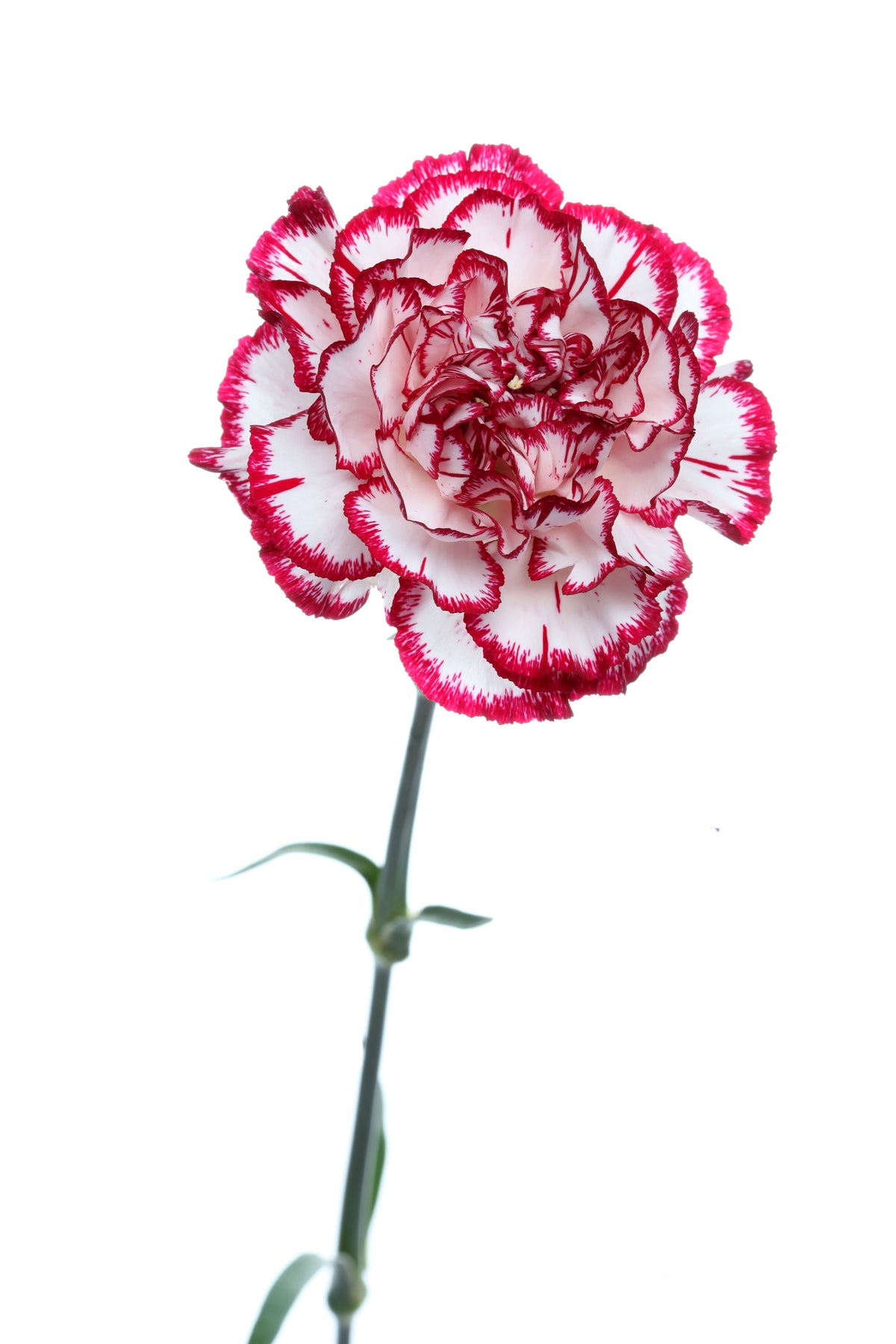 50 semillas de clavel rojo y blanco Avranchin Dianthus caryophyllus Chabaud