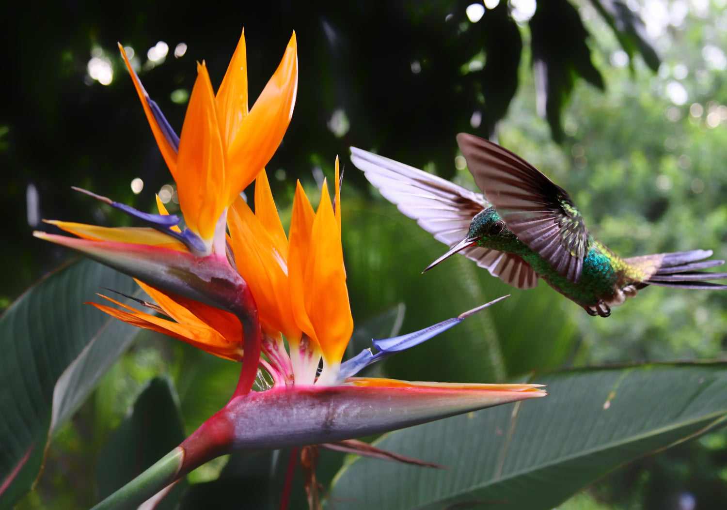 5 semillas de planta de interior Strelitzia Reginae, AVE DEL PARAÍSO TROPICAL, flor de grulla
