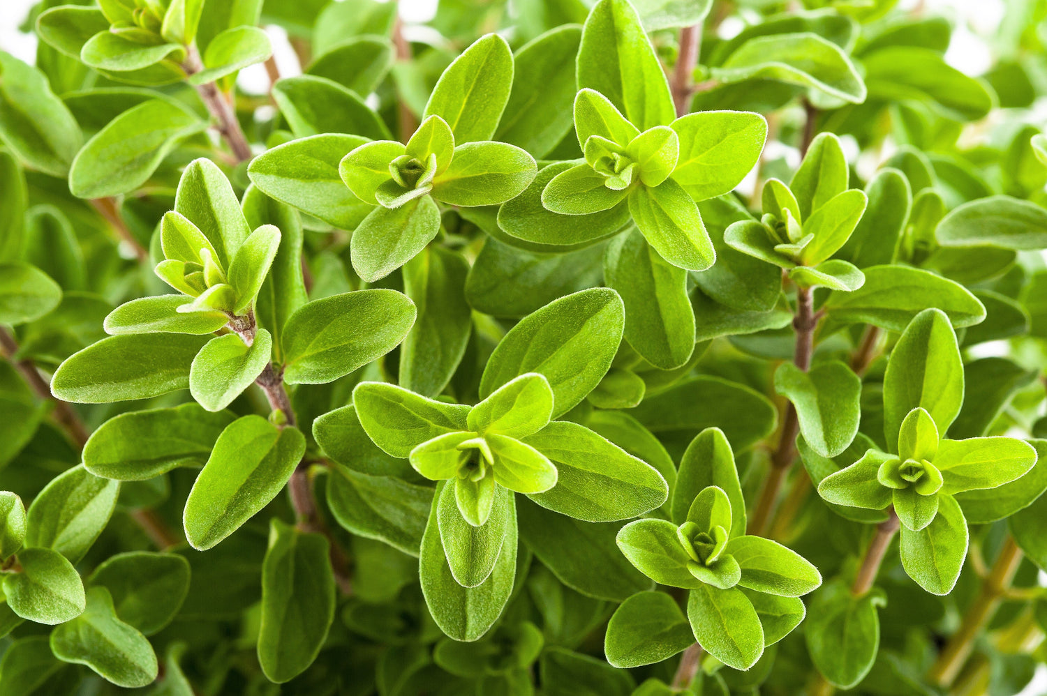 2000 Semillas de flores de hierba de mejorana dulce Origanum Majorana