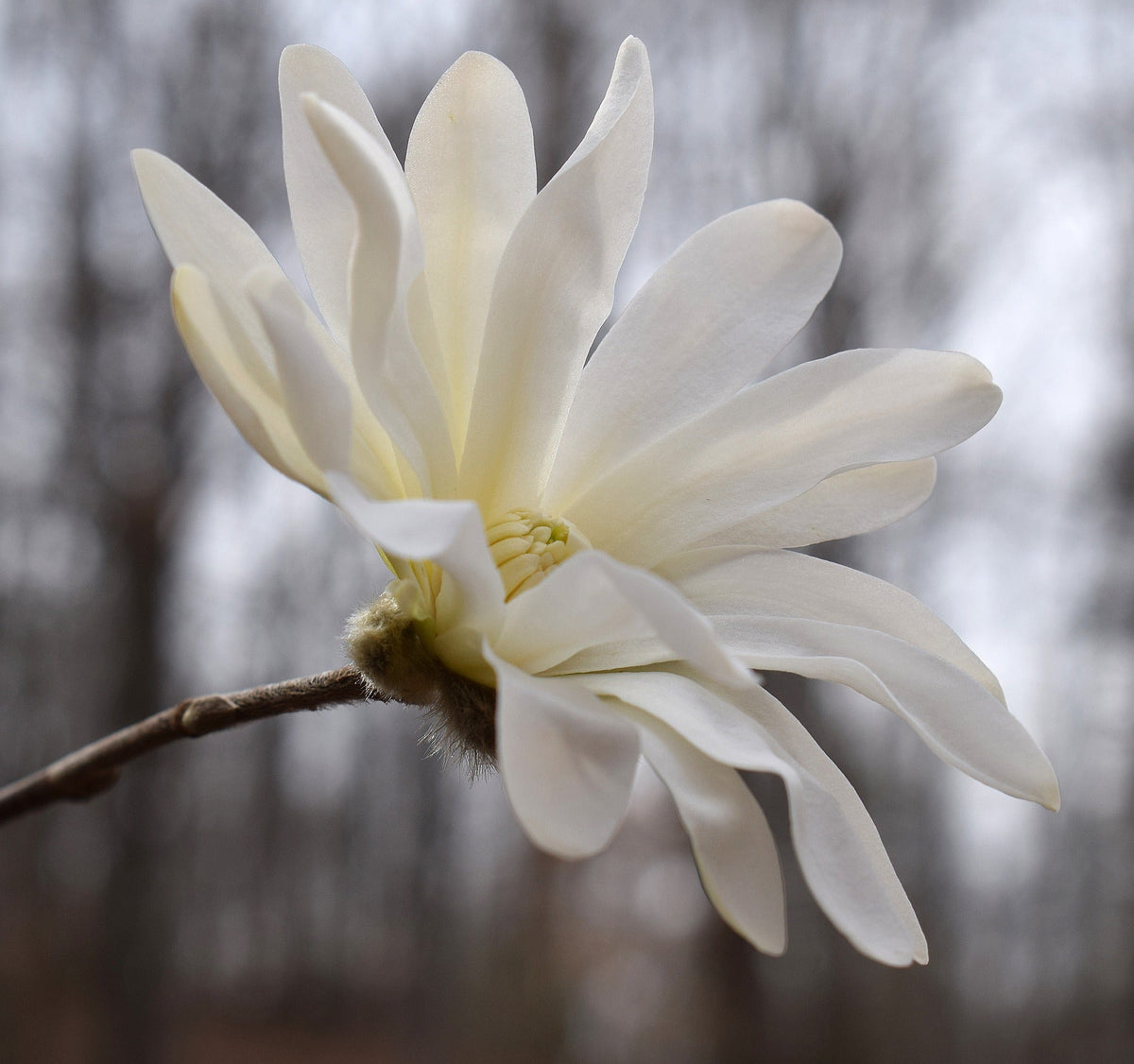 Semillas de 5 STAR MAGNOLIA Stellata - Flores grandes, fragantes, de color blanco a rosa, de 10 cm de ancho