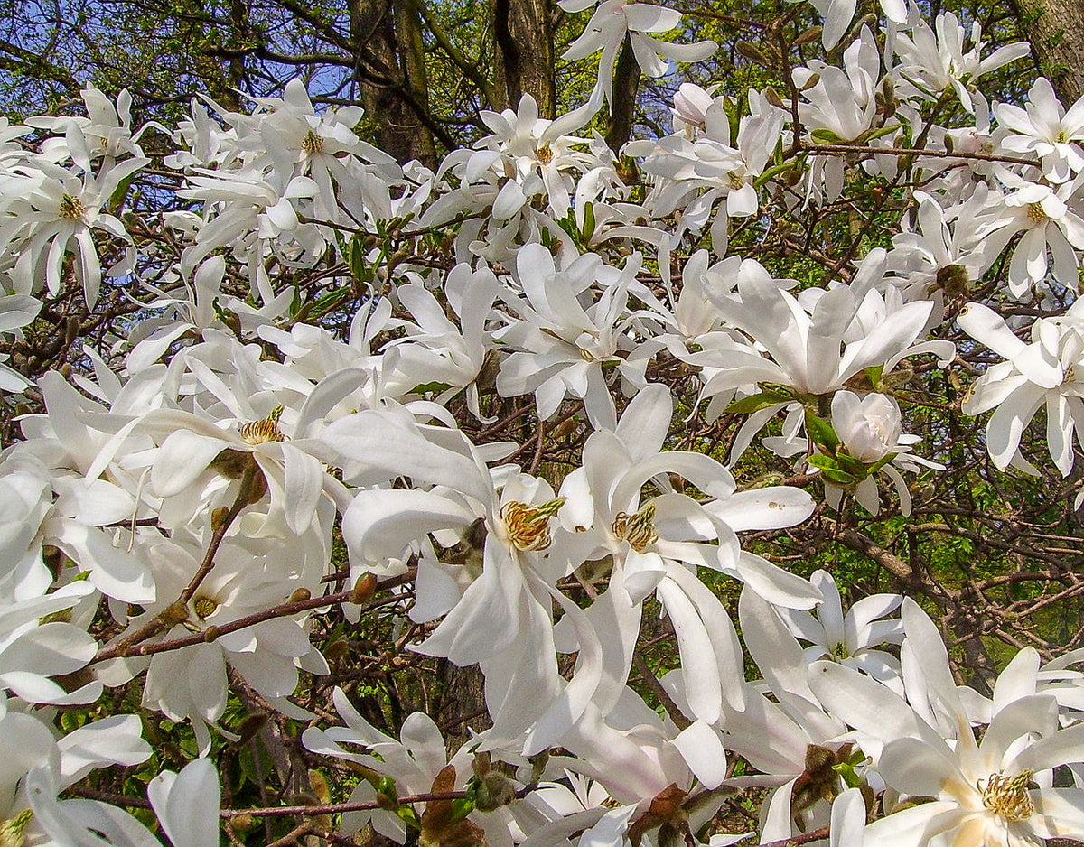 Semillas de 5 STAR MAGNOLIA Stellata - Flores grandes, fragantes, de color blanco a rosa, de 10 cm de ancho