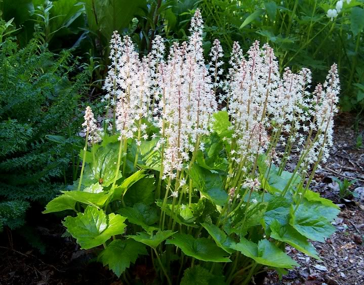 20 semillas de flor de espuma de hoja de corazón de Tiarella Wherryi blanca y rosada