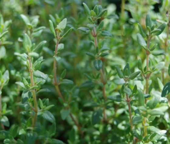 [TEST EC] Tomillo- Plantines  x 3