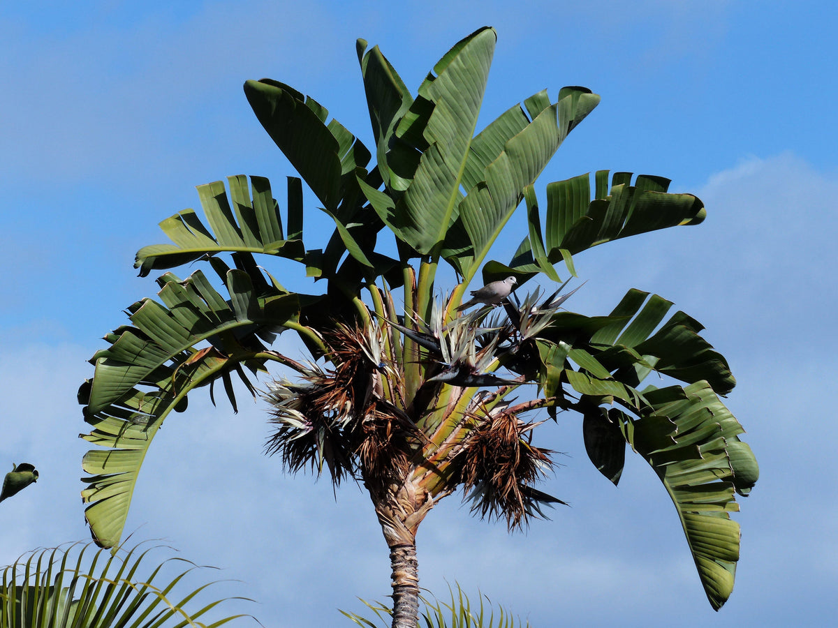 5 semillas de AVE DEL PARAÍSO GIGANTE, árbol Strelitzia Nicolai, plátano silvestre, grulla blanca, flor azul púrpura, planta de interior