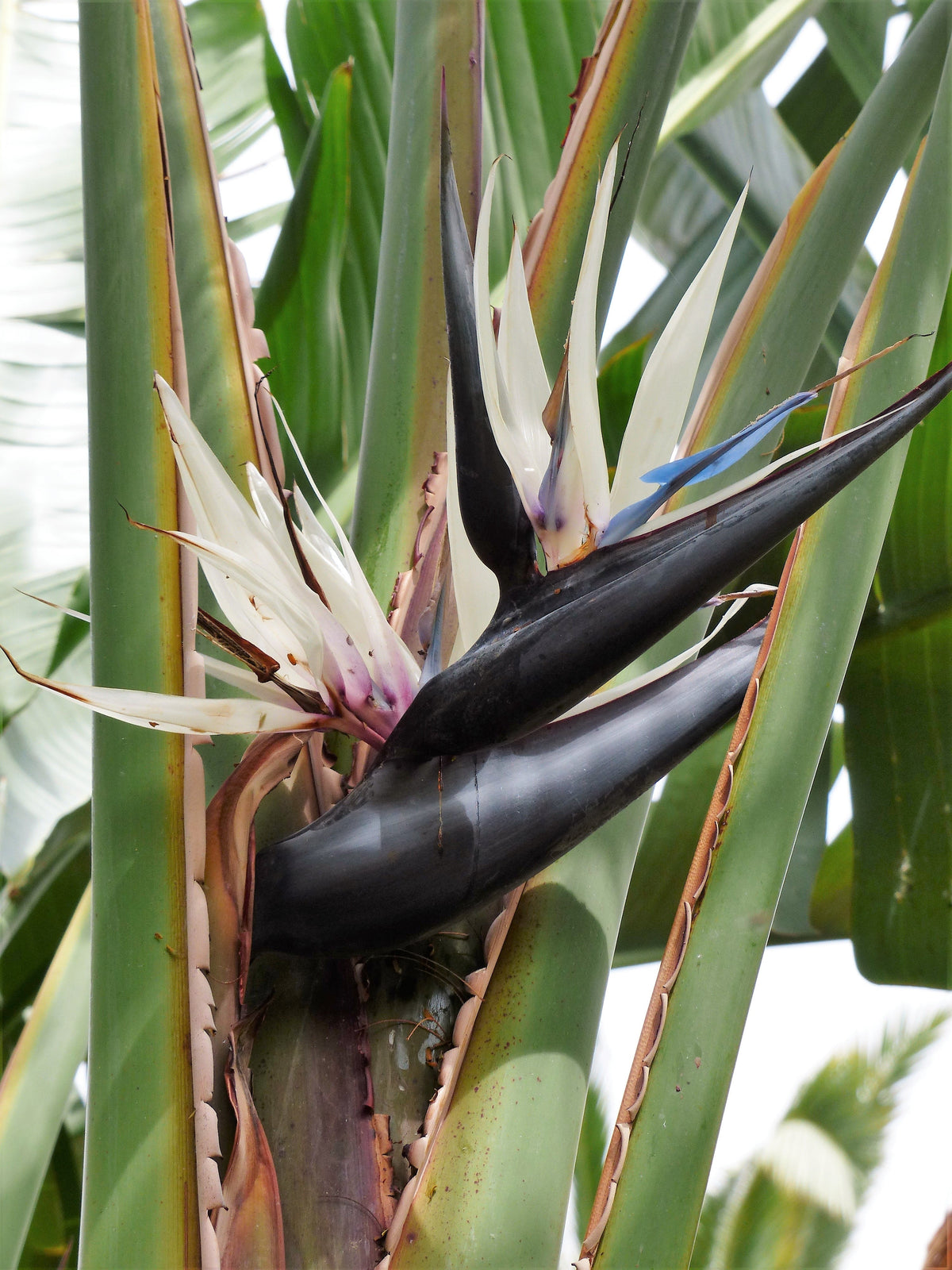 5 semillas de AVE DEL PARAÍSO GIGANTE, árbol Strelitzia Nicolai, plátano silvestre, grulla blanca, flor azul púrpura, planta de interior