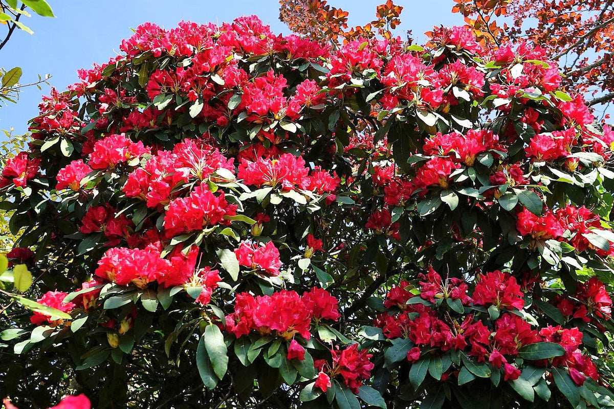 50 HÍBRIDOS MIXTOS DE RODODENDRO spp. Colores variados: rojo, rosa, morado, blanco, amarillo y naranja. Florece al sol o a la sombra. Semillas de arbusto.