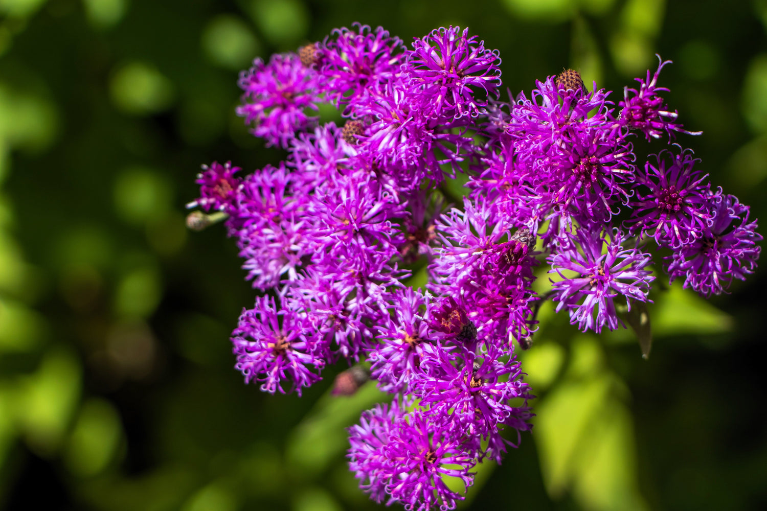 250 semillas de flores de vernonia fasciculata de la pradera de hierro púrpura