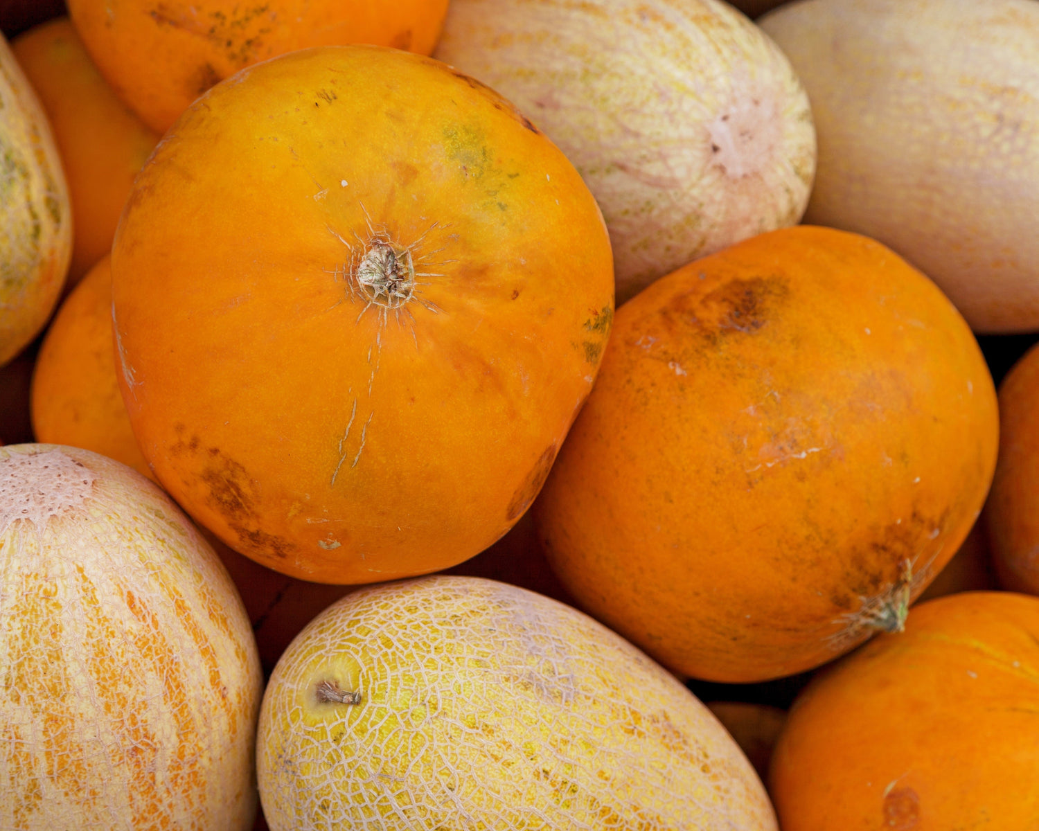 25 MELÓN KOLKHOZNITSA Mujer Campesina Colectiva Cucumis Melo Semillas de Fruta Rusa