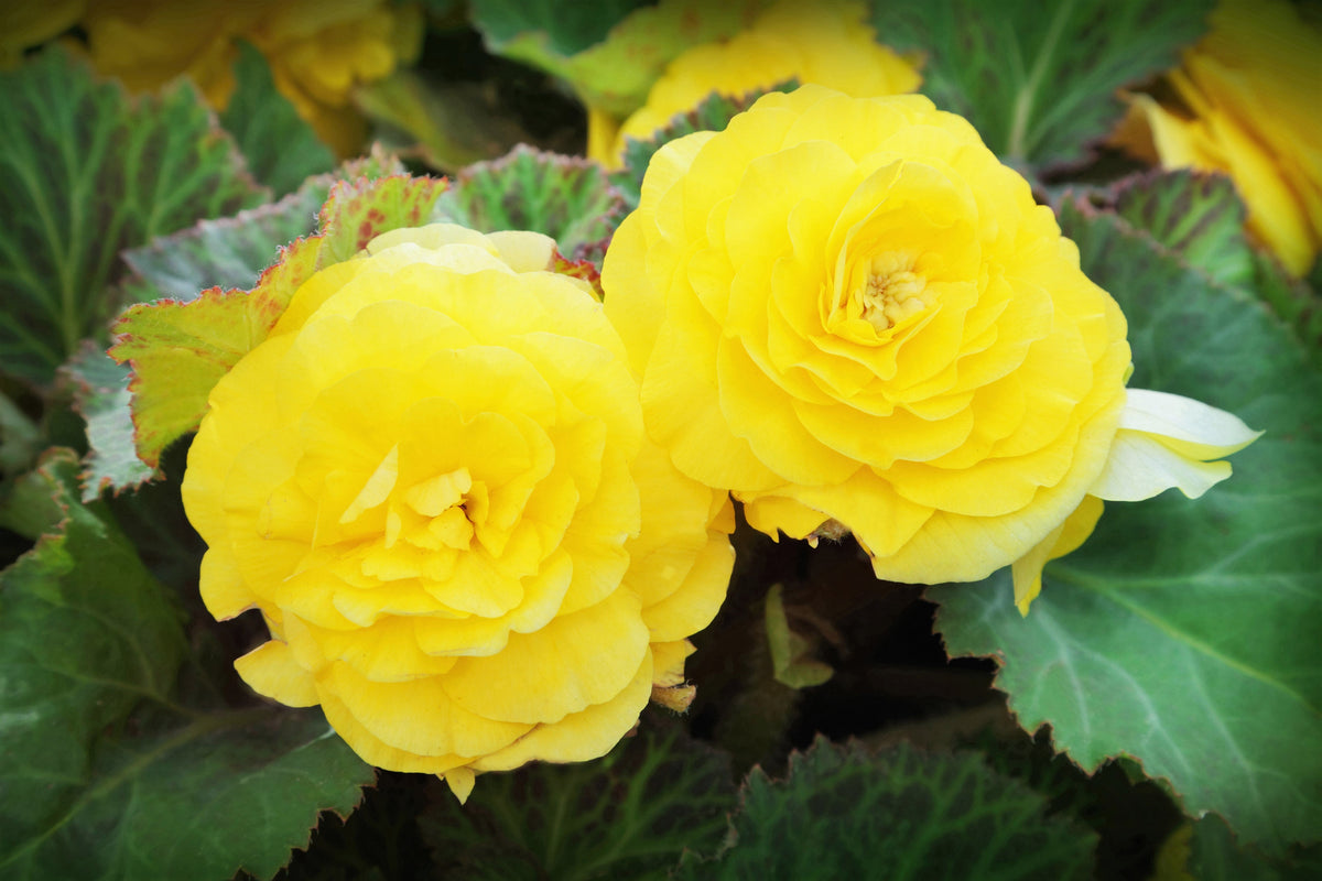 10 semillas de flores de begonia tuberosa doble mixta, color rojo, rosa, blanco, amarillo y naranja.